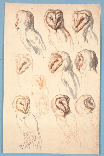 Ten studies of an owl | Free Photo - rawpixel