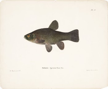 Tench, 1836 - 1857, Wilhelm | Free Photo - rawpixel