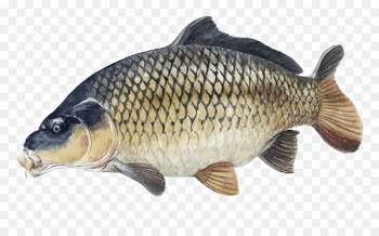 Tench Carp Cyprinidae Animal Fish - carpe 