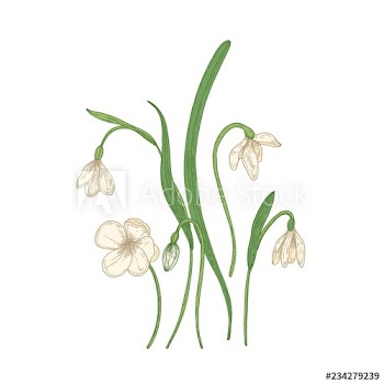 Tender snowdrop flowers isolated on white background