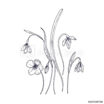 Tender snowdrop flowers isolated on white background