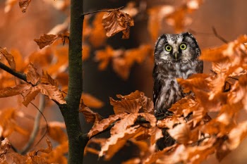 Tengmalm’s owl
Photo taken on photoworkshop. Animal in human care.