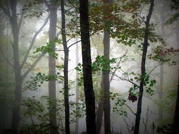 tennessee 087.JPG