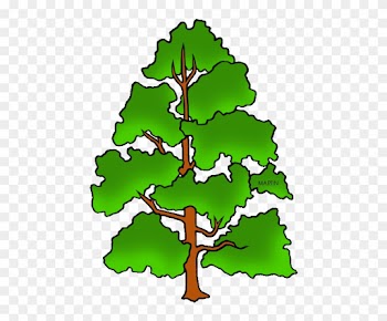 Tennessee State Tree - Draw Indiana State Tree