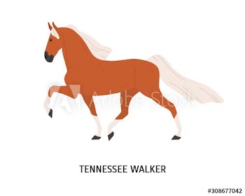 Tennessee Walking Horse flat vector illustration