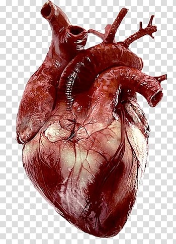 Tenor Heart Human anatomy, heart transparent background PNG clipart