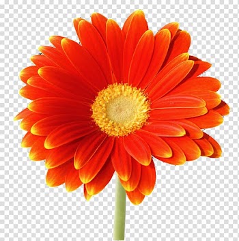 Tenor YouTube, gerbera transparent background PNG clipart
