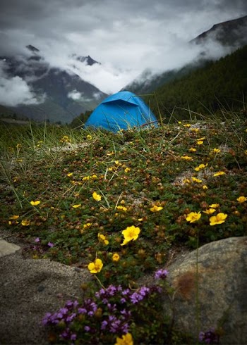 tent in the middle of flowers