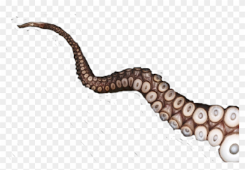 tentacle #octopus #freetoedit - Tentacles Definition, HD Png ...