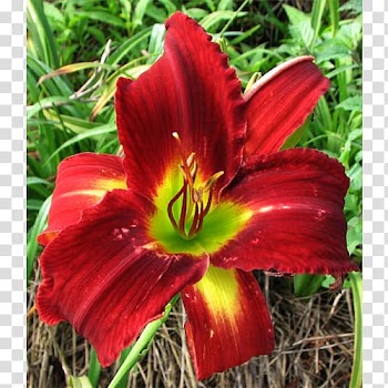 Terra Ceia Farms Daylily Plant Bulb Amaryllis, plant transparent background PNG clipart