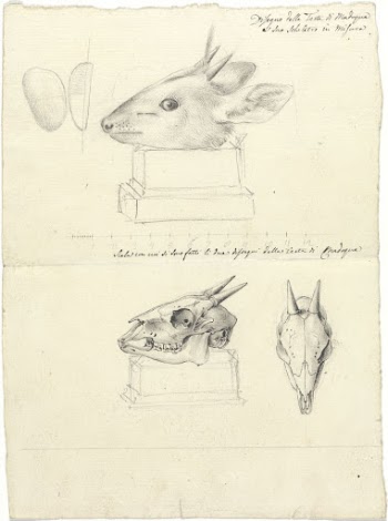 Testi di Madoqua (Antelope Head | Free Photo - rawpixel