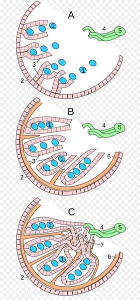 Testicle Gonad Itlog ng bayag Mediastinum testis Ovary - testicle 