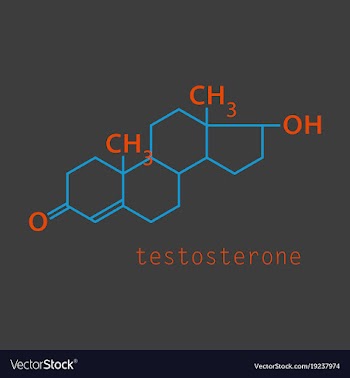 Testosterone male sex hormone androgen molecule vector image