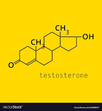 Testosterone male sex hormone androgen molecule vector image