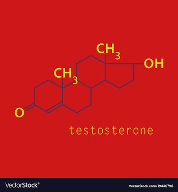 Testosterone male sex hormone androgen molecule vector image