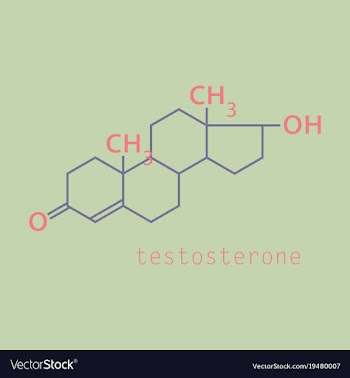 Testosterone male sex hormone androgen molecule vector image