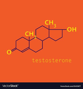 Testosterone male sex hormone androgen molecule vector image