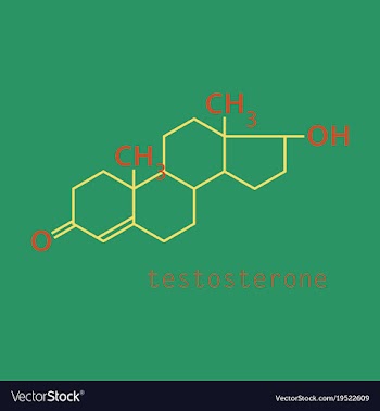 Testosterone male sex hormone androgen molecule vector image