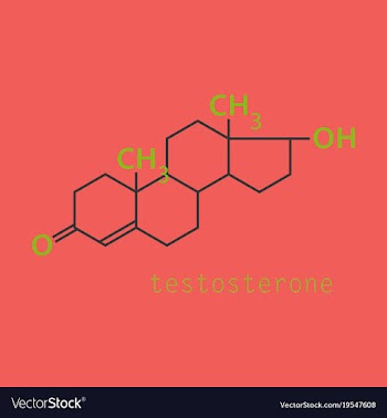 Testosterone male sex hormone androgen molecule vector image