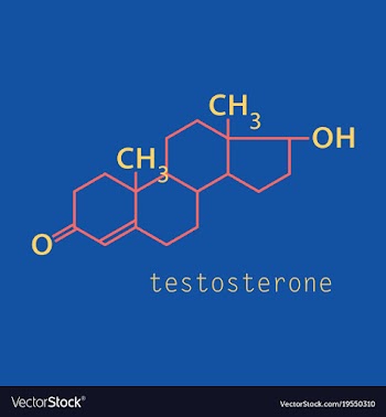 Testosterone male sex hormone androgen molecule vector image