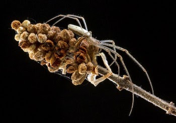 Tetragnatha laboriosa. A long-jawed orb | Free Photo - rawpixel