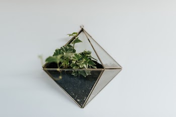 Tetragonal Glass Terrarium on White Floor