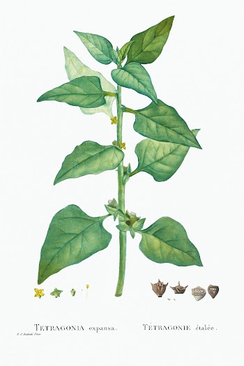 Tetragonia Expansa (New Zealand Spinach) from Histoire des Plantes Gra.. | Free public domain illustration - 2348704