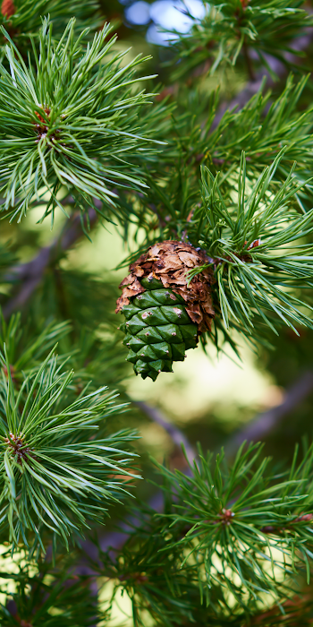 Texas Cedarwood Oil: Natural Essence