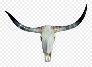 Texas Longhorn English Longhorn Skull - skull 