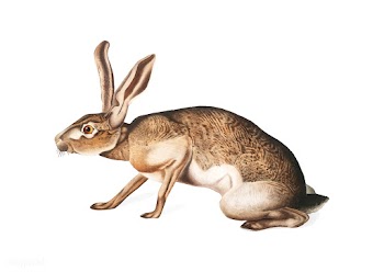 Texian Hare illustration | Free stock vector - 457956