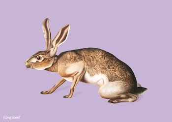 Texian Hare illustration | Free stock vector - 457957