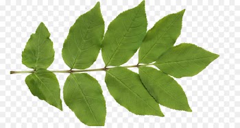 Texture mapping Leaf Clip art - leaf pattern 