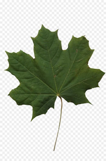 Texture mapping Maple leaf - maple leaf 