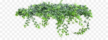 Texture Vine - Ivy fairy tale 