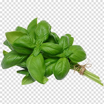 Thai basil Italian cuisine Pesto Herb, salad transparent background PNG clipart