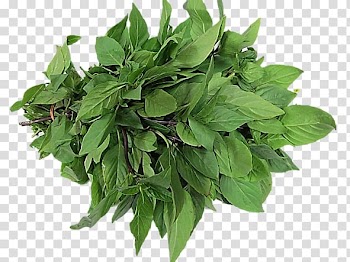 Thai basil Lemon basil Leaf vegetable Herb, vegetable transparent background PNG clipart