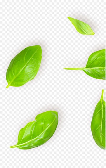 Thai cuisine Basil Pizza Greek cuisine Vietnamese cuisine - basil 