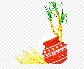 Thai Pongal, Makar Sankranti, Tamils, Plant, Tree PNG