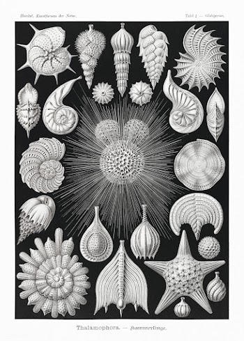 Thalamophora&ndash;Kammerlinge from Kunstformen der Natur (1904) by Er.. | Free public domain illustration - 2266755
