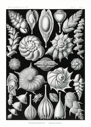 Thalamophora&ndash;Kammerlinge from Kunstformen der Natur (1904) by Er.. | Free public domain illustration - 2268488