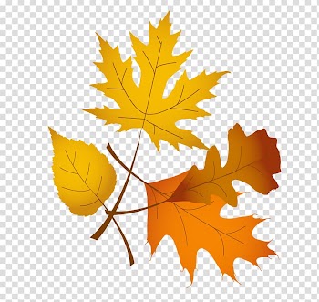 Thanksgiving Symbol , Maple Leaf transparent background PNG clipart