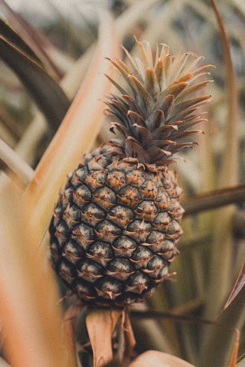 That summer feeling. 🍍🌺