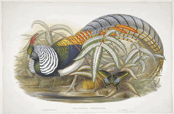 Thaumalea Amherstiae (ca. 1850&ndash;1883) print | Free Photo - rawpixel