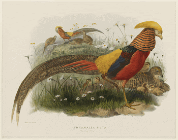 Thaumalea Picta (Golden Pheasant) (1870&ndash;1872) | Free Photo - rawpixel