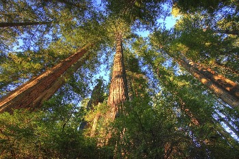 The 7,472-acre Headwaters Forest Reserve | Free Photo - rawpixel