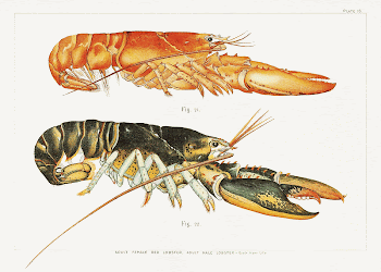 The American Lobster: A Study | Free Photo Illustration - rawpixel