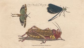 The American Locust &c. | Free Photo - rawpixel