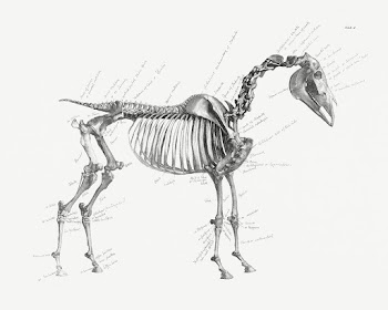 The anatomy of the horse (1853) print in high… | Free public domain illustration