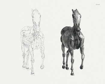The anatomy of the horse (1853) print in high… | Free public domain illustration