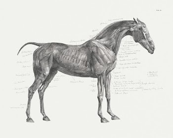 The anatomy of the horse (1853) print in high… | Free public domain illustration